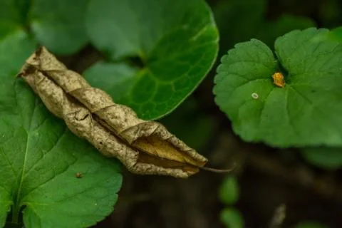 Rolled up leaf in a forest Stock Photos