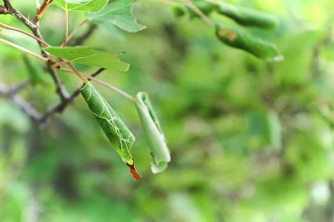Rolled up leaves from a Leaf Roller Larvae Stock Photos