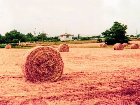 Rolled meadow Stock Photos