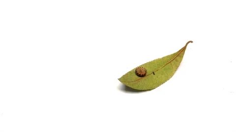 Rolled up millipede getting up on a leaf and crawling out 4K Stock Footage 68563738