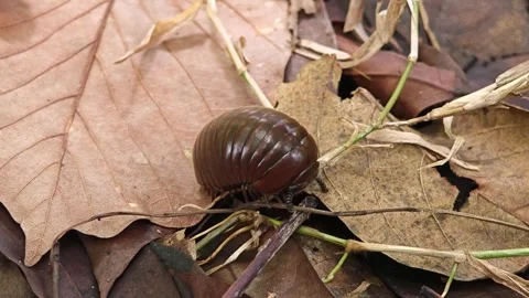Rolled pill millipede on the floor. Stock Footage 310612545