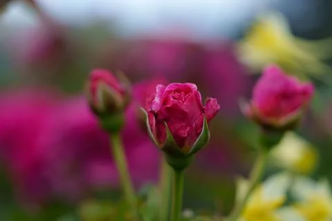 Rolled rose bud 库存照片