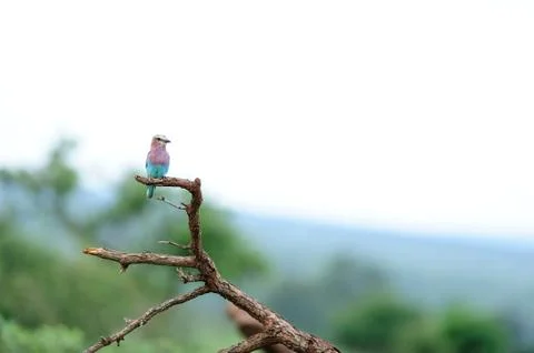 Roller bird in the wild Stock Photos
