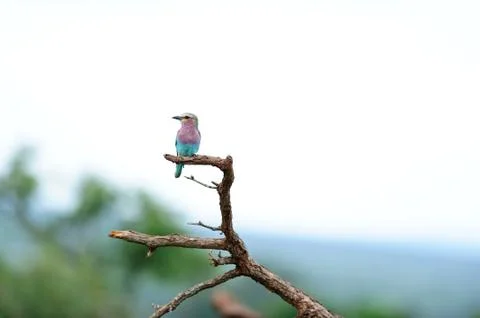 Roller bird in the wild Fotos Stock