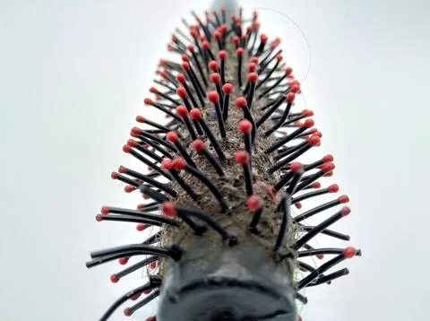 Roller comb Foto stock