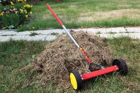 Roller moss removal rake at a heap of dethatched lawn grass Stock-Fotos