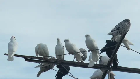 Roller pigeons of different colors are resting on a pigeon antenna against t Vídeos de archivo 220170418