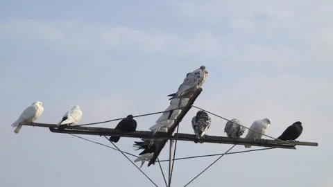 Roller pigeons of different colors rest against the blue sky 스톡 동영상 221460443