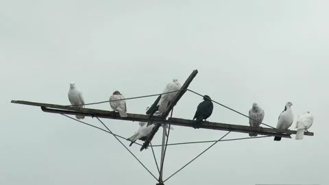 Roller pigeons of different colors rest on a special antenna, against the ba Vídeos de archivo 223280978