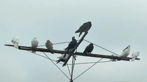 Roller pigeons of different colors rest on a special antenna, against the sk Vídeos de archivo 223281011