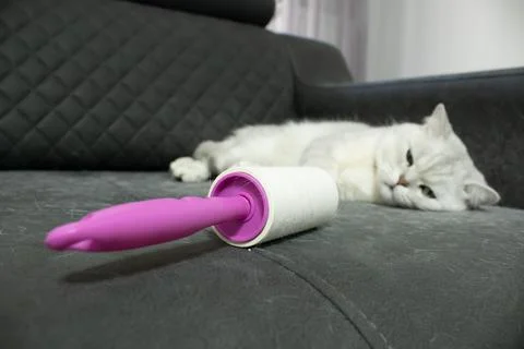 Roller on Sofa with Cat in Background Stock Photos