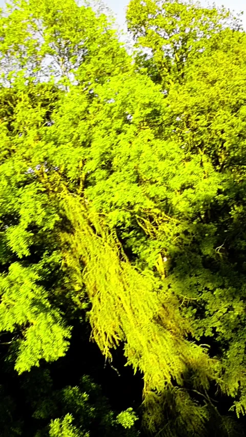 Rollerblading Through a Beautiful Park Stock Footage 278729270