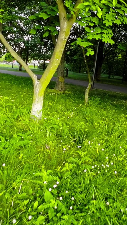 Rollerblading Through a Picturesque Park Stock Footage 278631166
