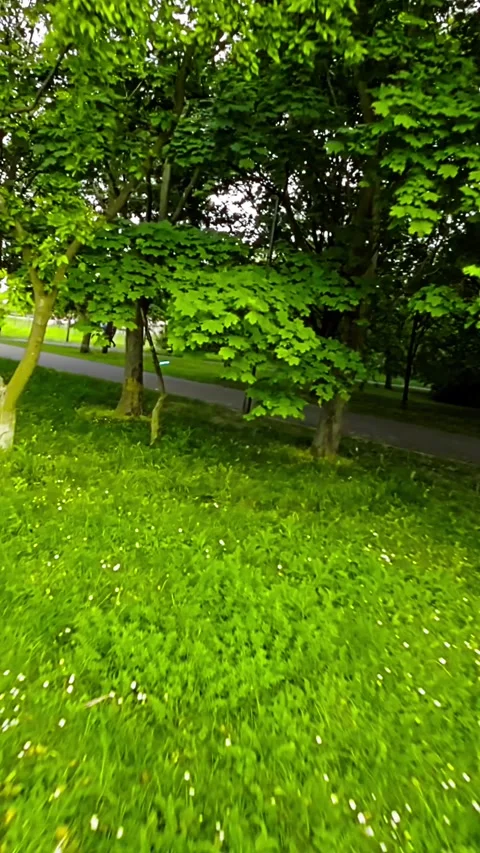Rollerblading Through a Scenic Park Stock Footage 278642153
