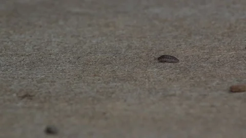 Rollie Pollie Walks Right to Left on Cement Sidewalk Video stock 99508166