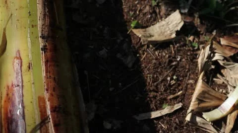 Rolling banana tree being cut on the ground Stock Footage 8997917