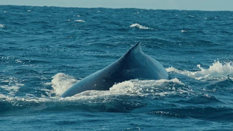 Rolling blue waves rise around the arched back and dorsal fin of a humpback as Stock Footage 341854384