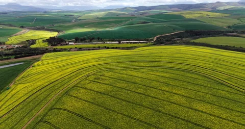 Rolling Canola Fields in Bloom, Western Cape, South Africa Stock Footage 344660312