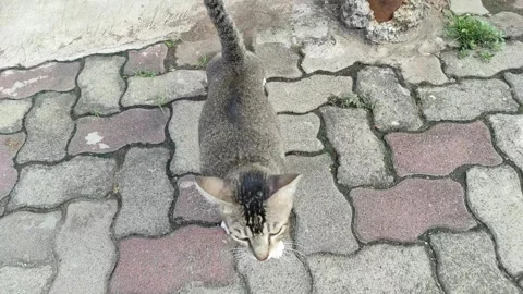 A rolling cat in action Stock Footage 260677327