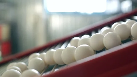 Rolling chicken eggs Stock Footage 72325910
