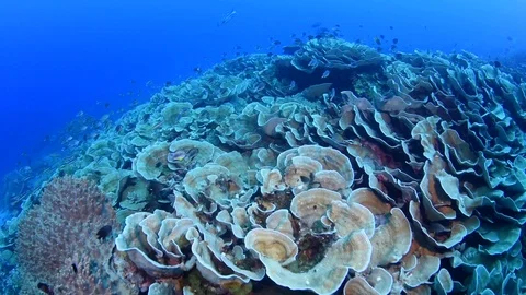Rolling Clip of Cabbage Coral Stock Footage 96246718