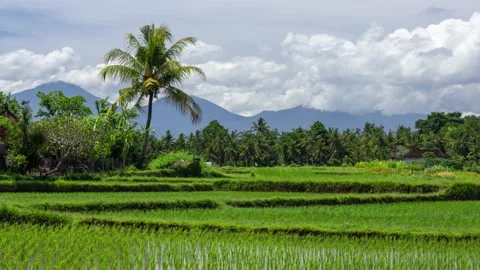 Rolling Clouds Over Bratan Batukaru Mountains and Rice Fields in Bali Stock Footage 200071770