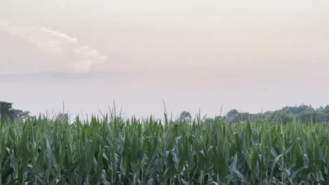 Rolling Corn Field Pan at Sunset Stock Footage 250370780
