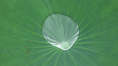 Rolling Crystal Water drop on Green Lotus Leaf Stock Footage 220474451