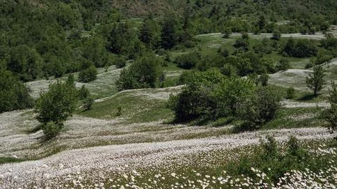Rolling Daisy Meadows With Scattered Trees. Summer Countryside Stock Photos