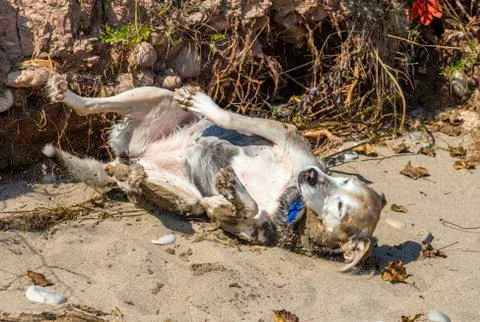 Rolling dog Stock Photos