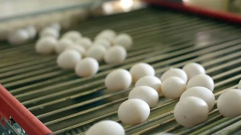 Rolling eggs at the chicken farm Stock Footage 72325722