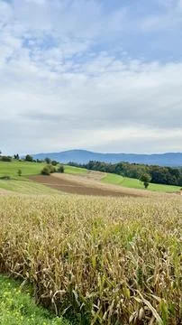Rolling field of corn, blue sky and clouds in the background Stock Photos