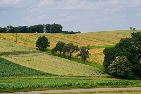 Rolling Fields and Scattered Trees Stock Photos