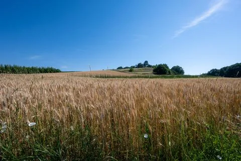 Rolling Fields of Golden Wheat Stockfoto's