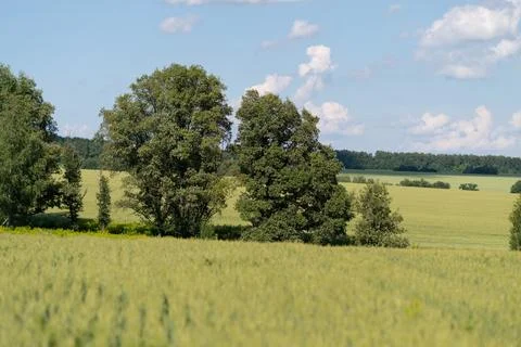 Rolling fields of green stretch far and wide dotted with tall trees. A clear  Stock Photos