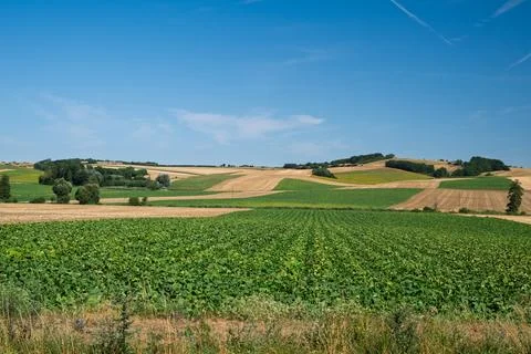 Rolling Fields Under Blue Sky Stock Photos