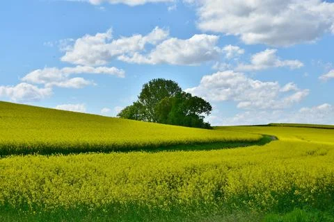 Rolling Fields of Yellow Flowers Under a Blue Sky Stock Photos