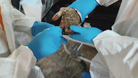Rolling the fingers of a corpse with a special roller and ink for identification Stock Footage 316324979