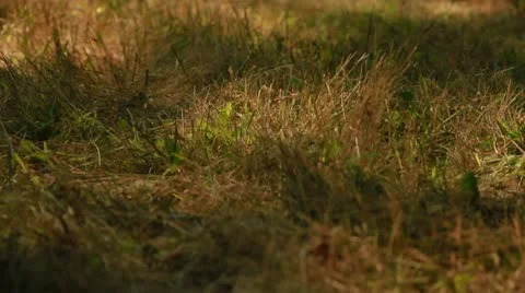 Rolling Focus Video stock 12364279