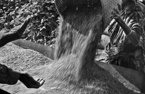 Rolling Grains 库存照片