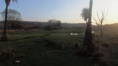 The rolling grasslands and dry trail of Ranthambore national park Video stock 334555977