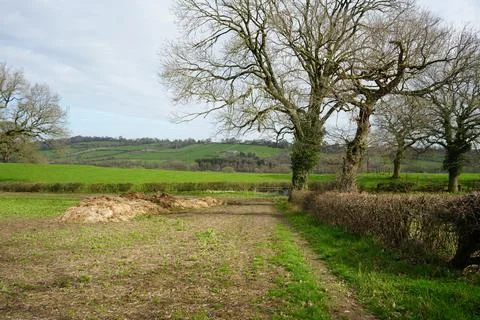 Rolling Green Fields, Ancient Trees, Rural Wessington, England Countryside. Stock Photos