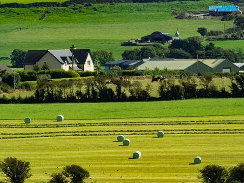 Rolling green fields are punctuated by round hay bales. Farm buildings Stock Photos