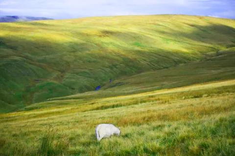 Rolling green fields  Stock Photos