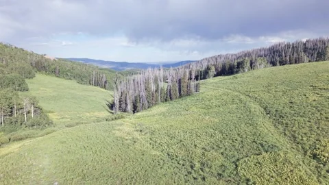 Rolling Green Hills and Dense Forest in Uinta Mountains Utah Stock Footage 339494674