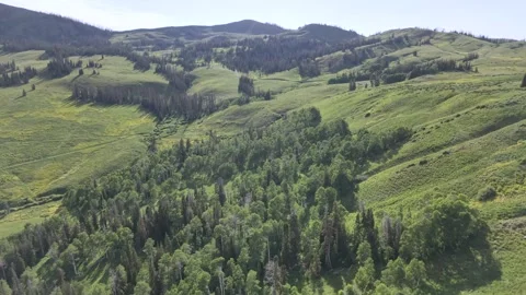 Rolling Green Hills and Dense Forest in Uinta Mountains Utah Stock Footage 339494839