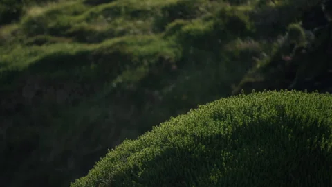 Rolling green hills and mountain landscape in rural countryside 스톡 동영상 339072064