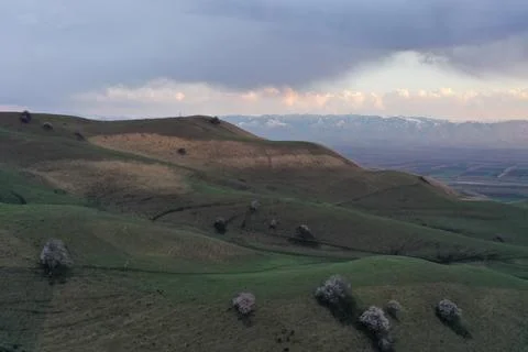 Rolling Green Hills with Blooming Trees and Distant Snow Mountains at Dusk,.. Stock Photos