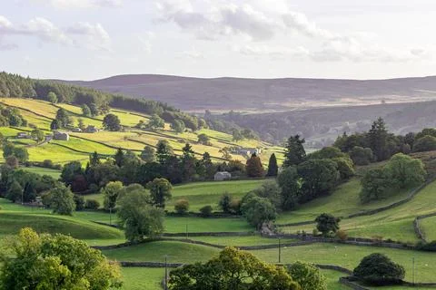 Rolling green hills with patchwork fields under a soft sky, showcasing rura.. Fotos de archivo
