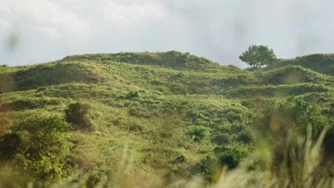 Rolling green hills stretch beneath a soft, cloudy sky Video stock 307717539